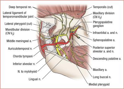thumbs/Deep Infratemporal Fossa.jpeg.jpg
